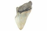 Partial, Fossil Megalodon Tooth - North Carolina #373175-1